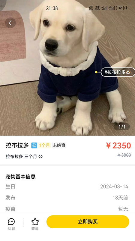 闲小宠