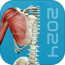 3d肌肉解剖