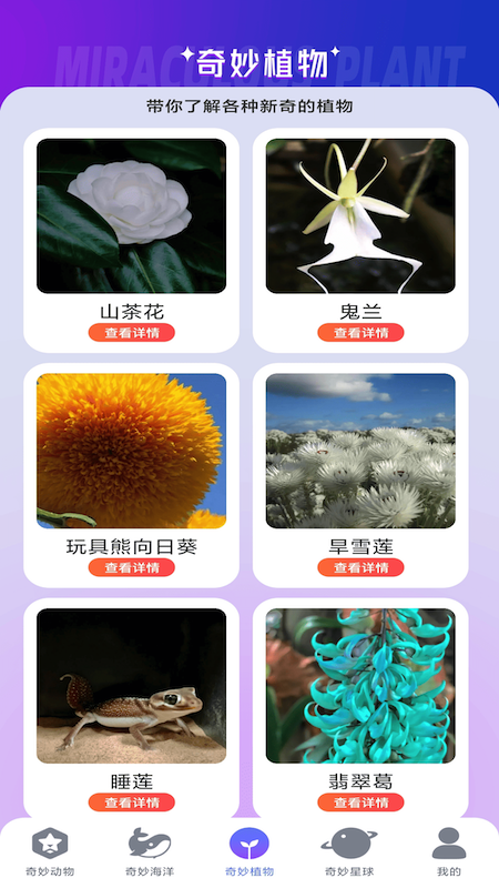 妙看多多