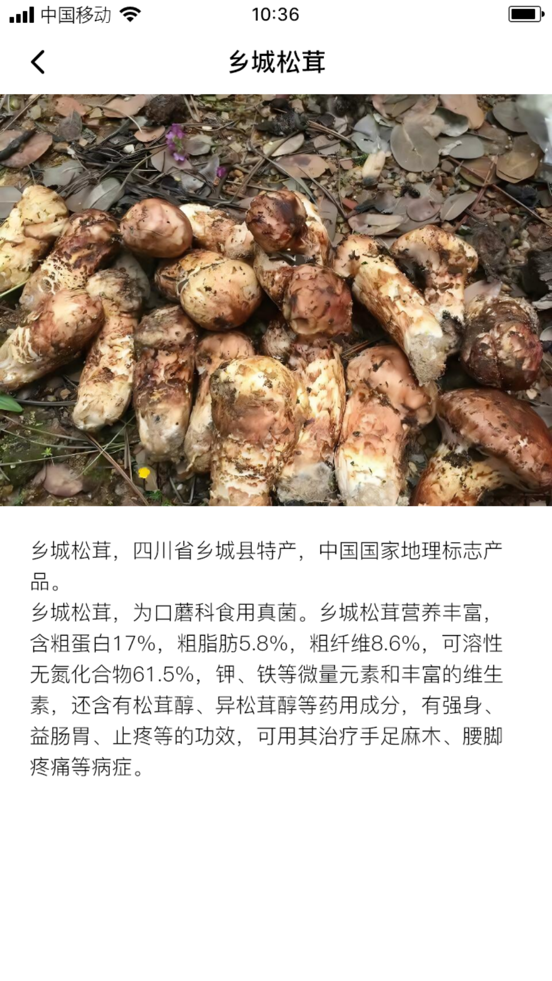 苏木松茸