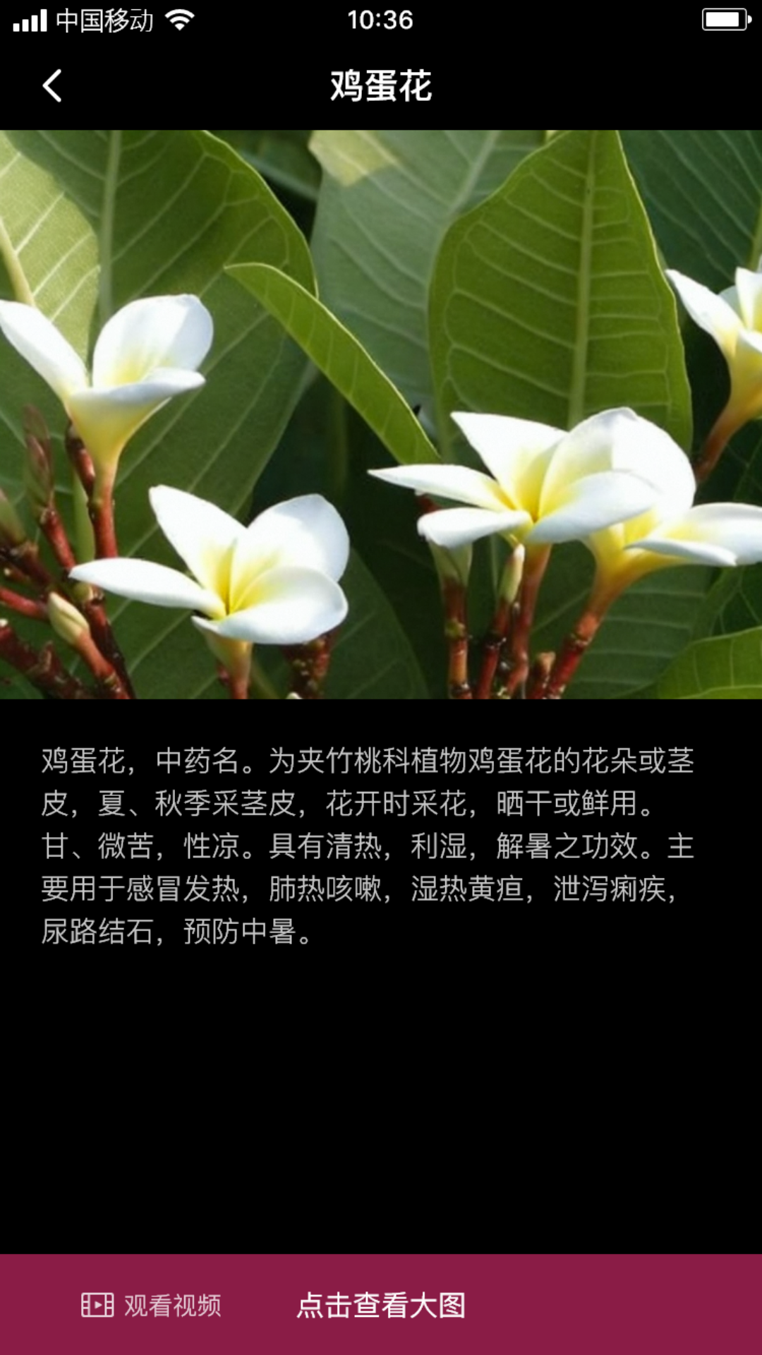 臧花红叶