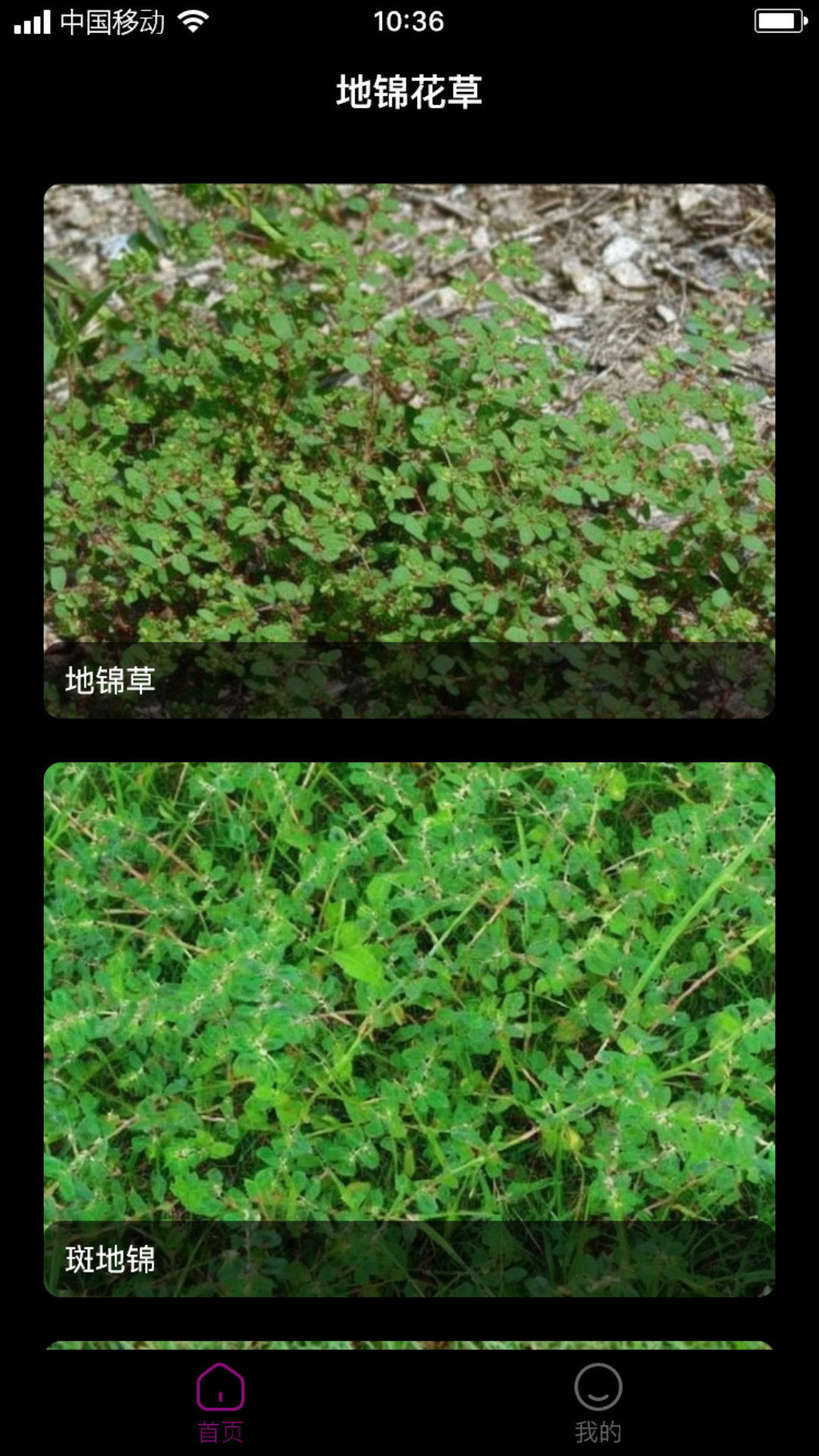 地锦花草