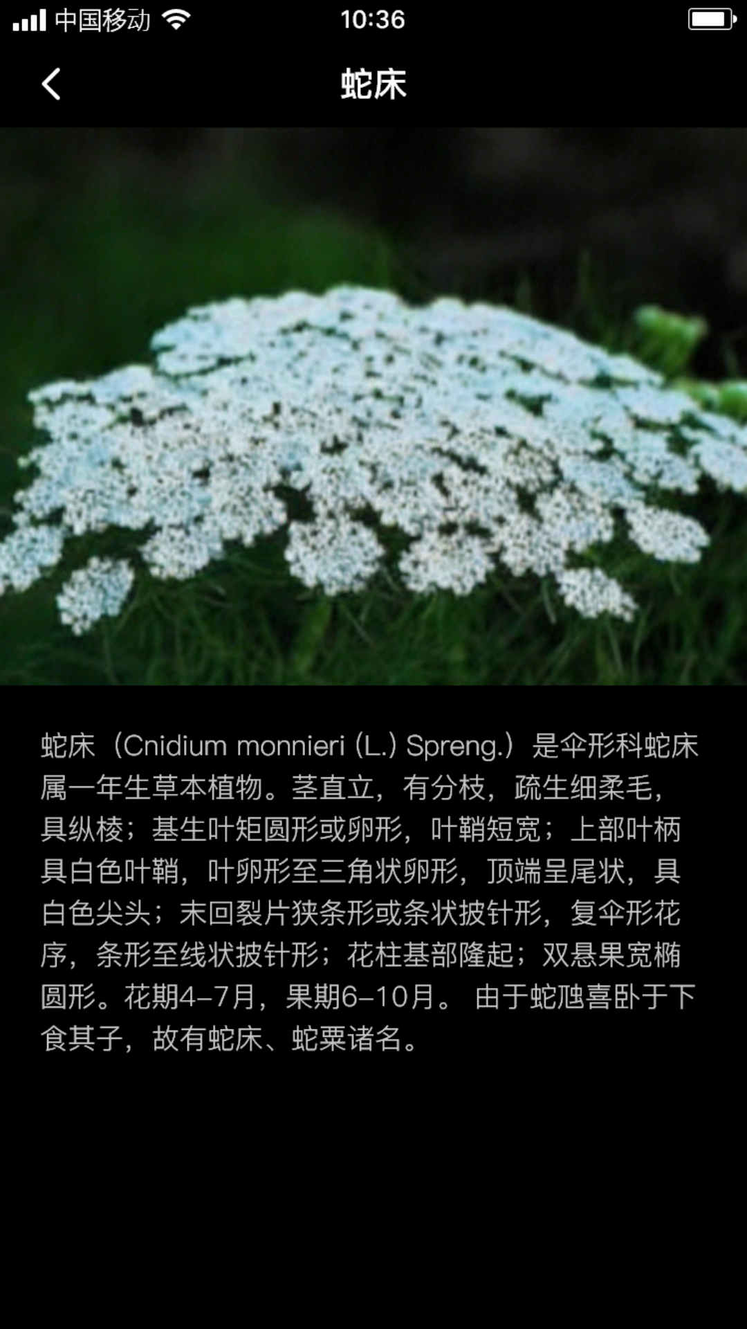 海蛇床籽