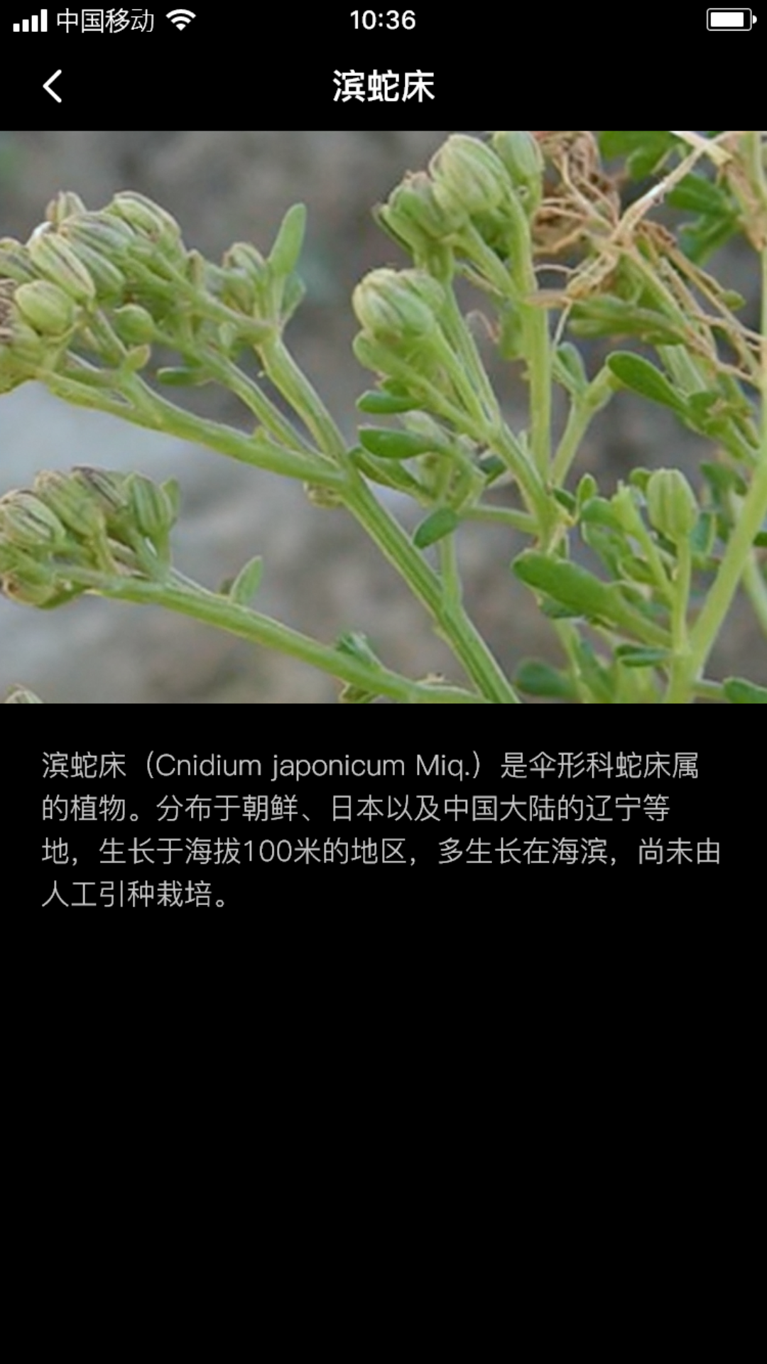 海蛇床籽