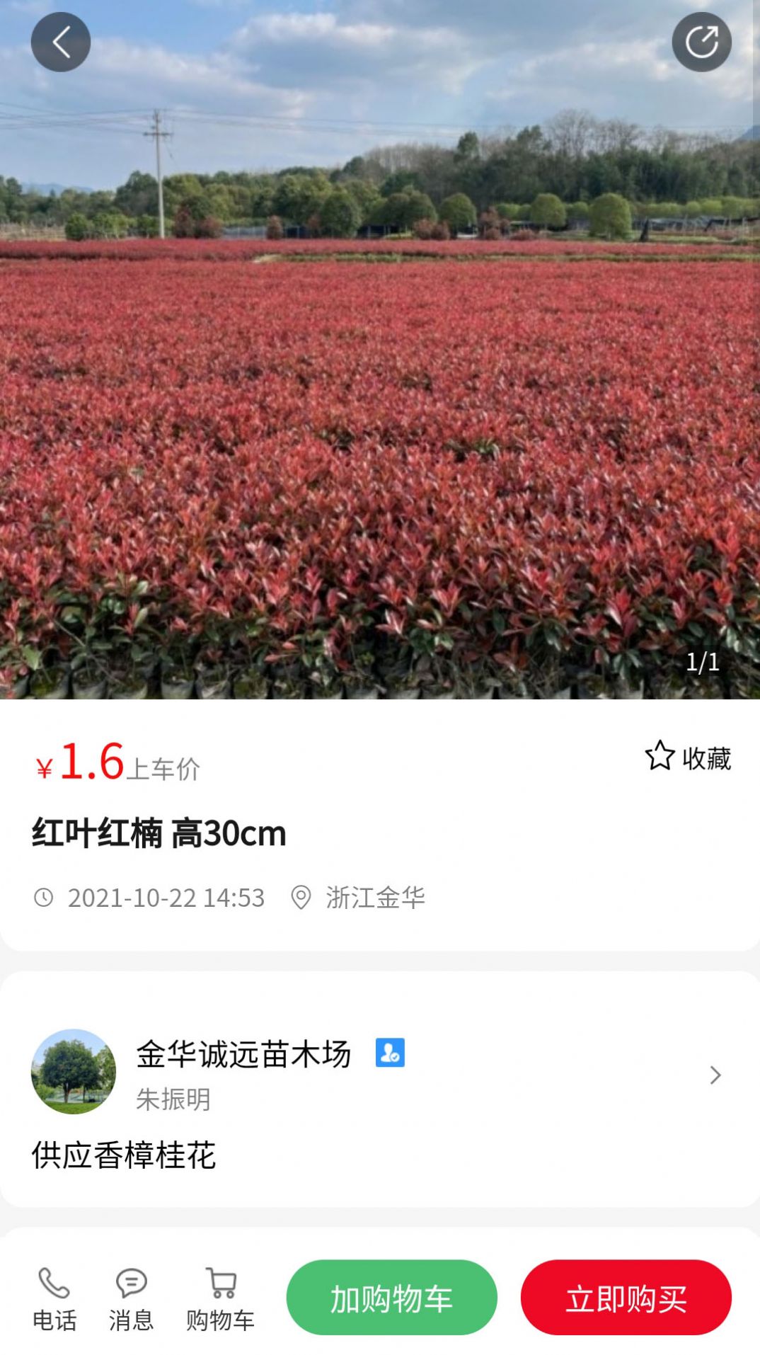 苗青青_截图3