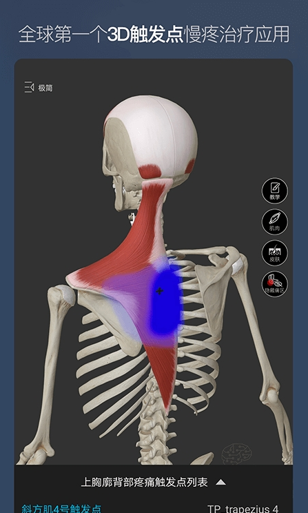 维萨里3d解剖