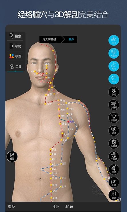 维萨里3d解剖